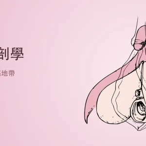 陰蒂解剖學文章封面,陰蒂完整解剖構造示意圖
