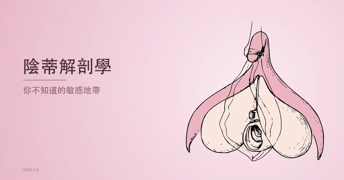 陰蒂解剖學文章封面,陰蒂完整解剖構造示意圖