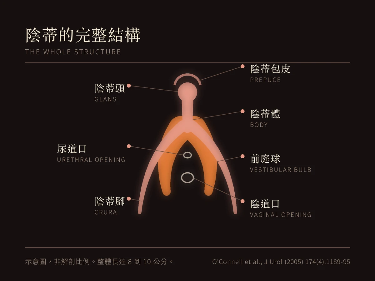 陰蒂完整結構示意圖,標示陰蒂包皮、陰蒂頭、陰蒂體、陰蒂腳、前庭球、尿道口、陰道口