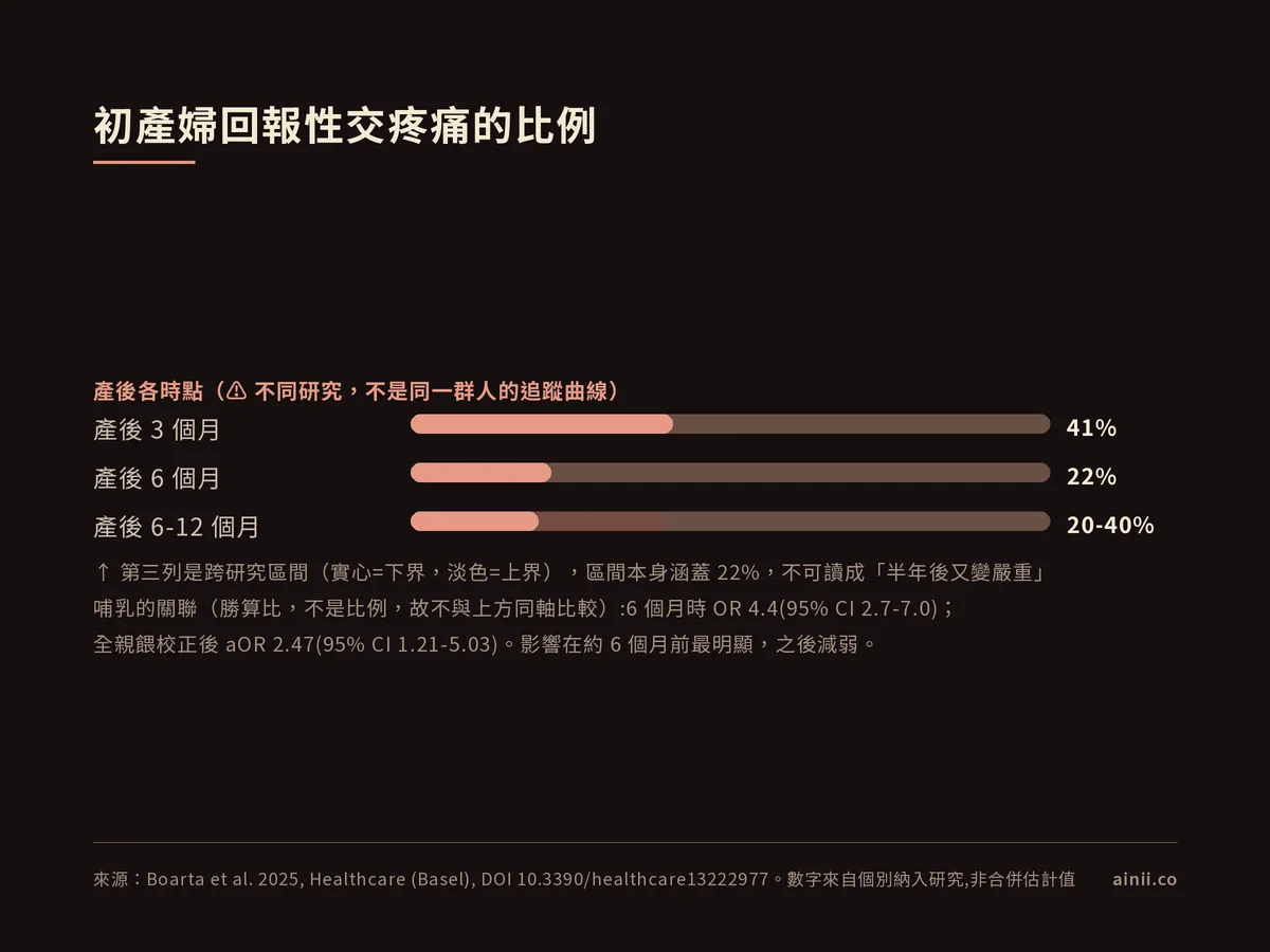 橫條圖:初產婦回報性交疼痛的比例,產後 3 個月 41%、6 個月 22%、6 至 12 個月 20-40%(區間值,實心為下界、淡色為上界)。三個時點來自不同研究,不是同一群人的追蹤曲線。哺乳的關聯以勝算比表示(6 個月時 OR 4.4,全親餵校正後 aOR 2.47),非比例故未與上方同軸比較。