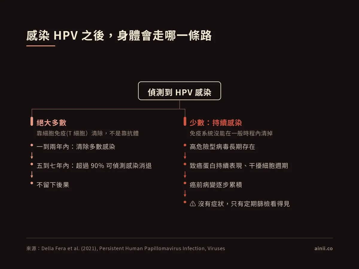 結構圖:偵測到 HPV 感染後分成兩條路。絕大多數靠細胞免疫清除——一到兩年內清除多數感染、五到七年內超過 90% 可偵測感染消退、不留下後果。少數為持續感染——高危險型病毒長期存在、致癌蛋白持續表現干擾細胞週期、癌前病變逐步累積,沒有症狀只有定期篩檢看得見。