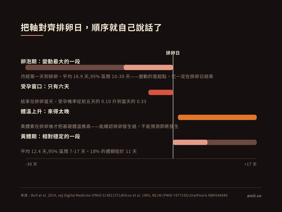 時間軸圖,以排卵日為 0。卵泡期變動最大,平均 16.9 天、95% 區間 10 至 30 天,變動的是起點,一定在排卵日結束。受孕窗口只有六天,結束在排卵當天,受孕機率從前五天的 0.10 升到當天的 0.33。體溫上升發生在排卵之後,能確認排卵發生過但不能預測即將發生。黃體期相對穩定,平均 12.4 天、95% 區間 7 至 17 天,18% 的週期短於 11 天。