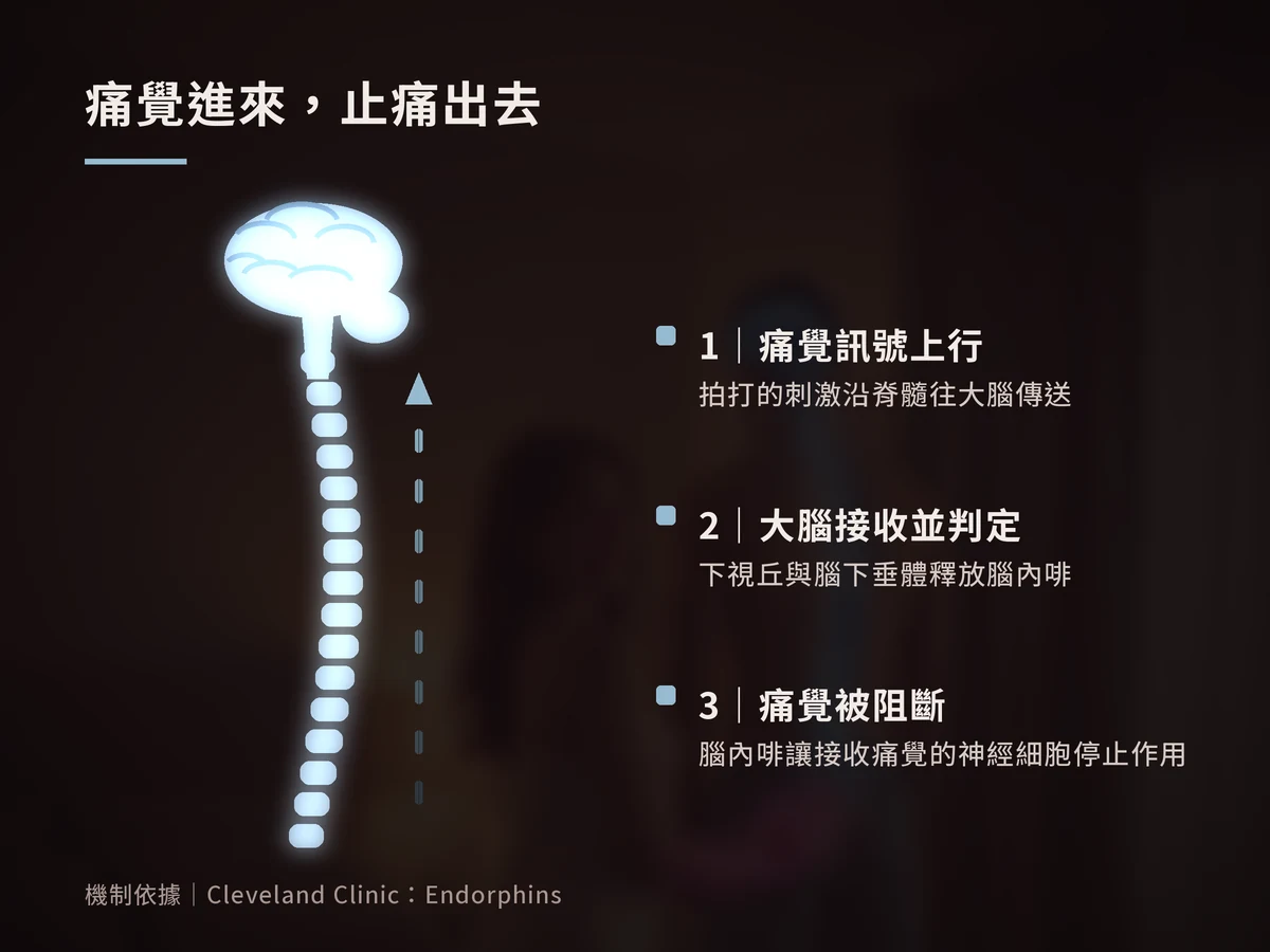 示意圖:發光脊椎與大腦,箭頭由下往上表示痛覺訊號上行,右側列出三個步驟